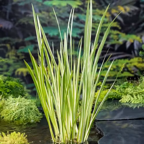 Thompson and Morgan Acorus Calamus Variegata Sweet Flag Marginal Aquatic Plant with Cream and Green Foliage, 1 x 9cm Pot