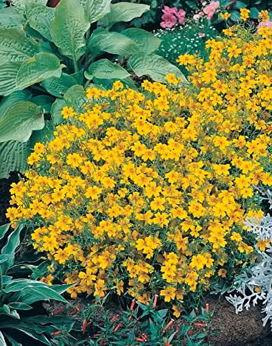 Johnsons Tagetes Golden Gem Yellow Summer Ornamental Flower Seeds – 3