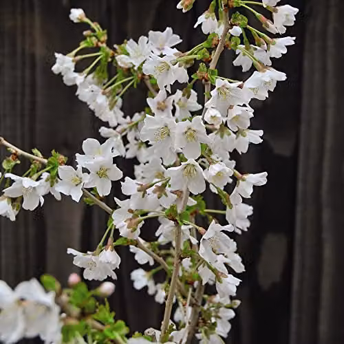 Thompson & Morgan Prunus incisa Kojo-No-Mai Fuji Ornamental Cherry White Spring Blossom Hardy Shrub, 3 x 9cm Potted Plants – 6