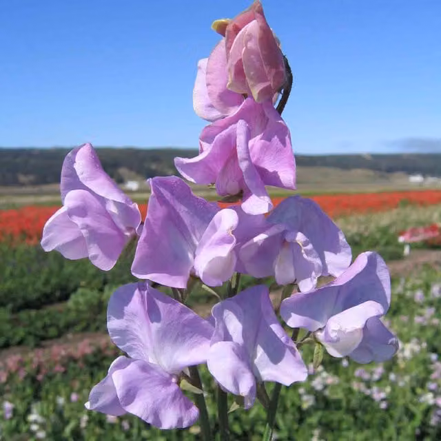 Unwins Leamington Sweet Pea Flower Seeds, Blue and Purple Climber