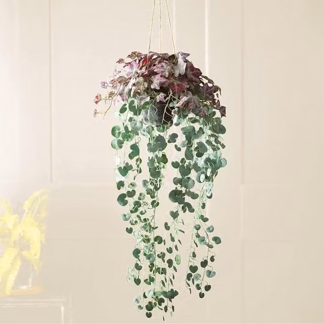 Bloom Artificial Hanging Basket with Purple Tradescantia Zebrina and String of Hearts Houseplants in Green
