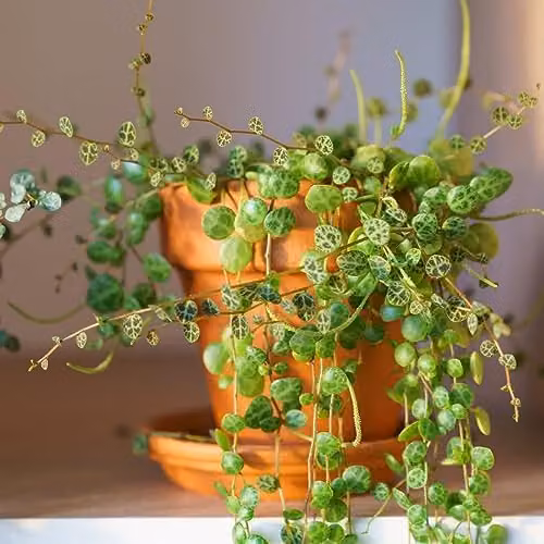 Thompson and Morgan Peperomia prostrata String of Turtles Trailing Indoor Perennial Houseplant with Red Stems, 1x 6cm Pot – 3
