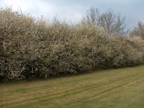 F&G Supplies Blackthorn Hedging Plants Prunus Spinosa Bare Root Native Trees for Sloe Berries, 10 Pack, Height: 90-120 cm – 3