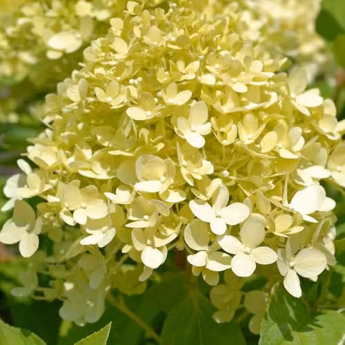 Thompson & Morgan Hydrangea paniculata Limelight Ornamental Shrub, 3 x 9cm Potted Plants, White and Green – 2