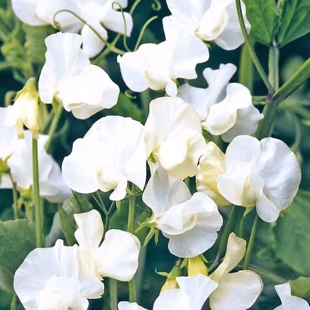 Unwins Norman Wisdom White Spencer-Type Sweet Pea Seeds, Strongly Scented Climber Flower Seeds