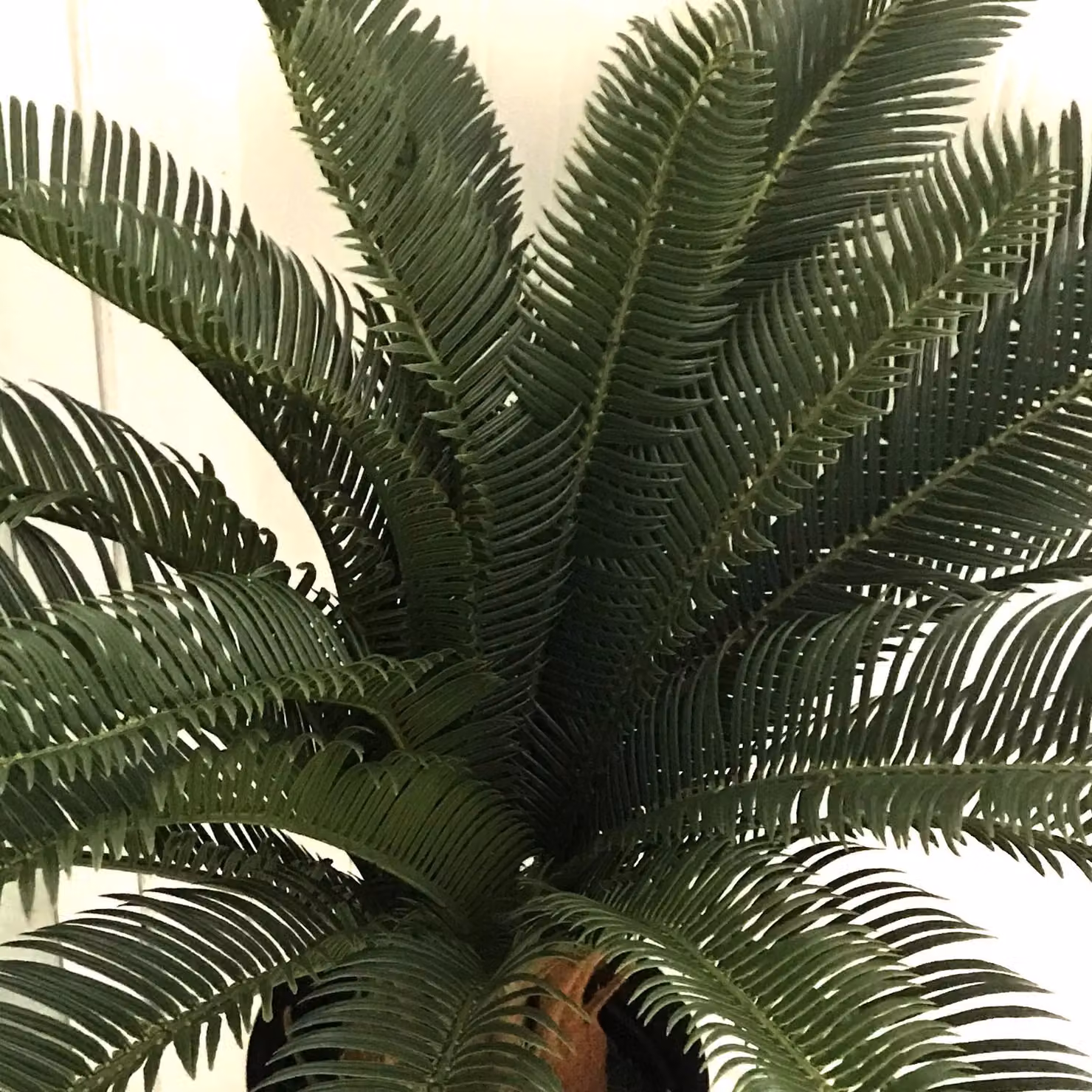 Leaf Design UK Artificial Tropical Cycas Palm Plant, Green, Height: 70 cm – 3