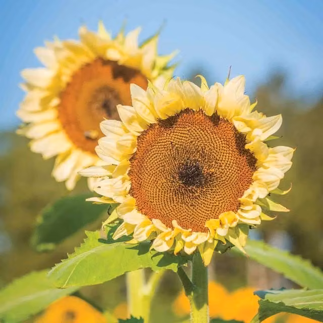 Marshalls Garden White Nite Single-Stem Sunflower Seeds, White
