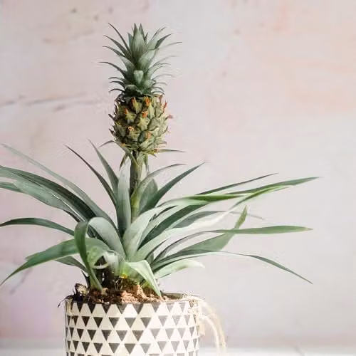 YouGarden Edible Indoor Pineapple Houseplant in 12cm Pot – 3