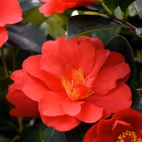 Thompson & Morgan Nurseryman’s Choice Camellia Hardy Evergreen Ornamental Shrub, Multicolour/Red, 1.5L Pot – 2