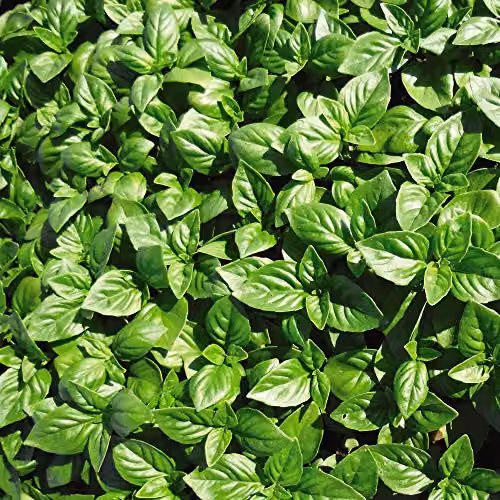 Thompson and Morgan British Basil Herb Seeds, Green, Low Maintenance Half-Hardy Annual