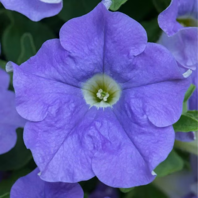 Plants By Post Sky Blue Petunia Bedding Plants, 12 Pack