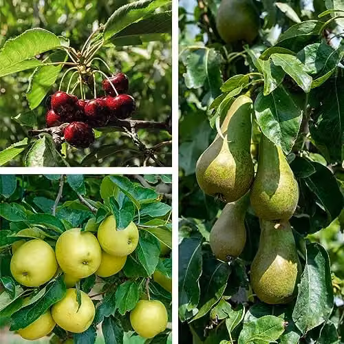 Thompson and Morgan Mini Fruit Tree Collection, 3 x 9cm Potted Cherry Plants, Pink Flowering and Fruiting Hardy Trees – 1