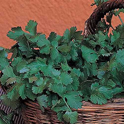 Thompson and Morgan Organic Coriander Seeds, 125 Seeds