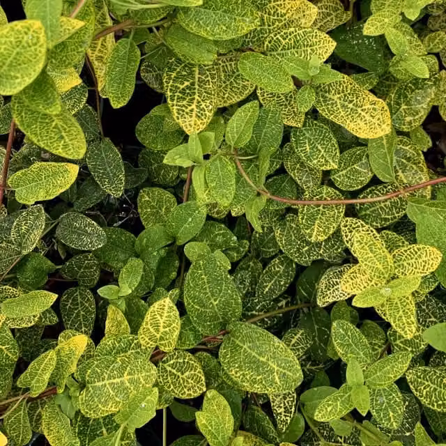 Plants By Post Lonicera japonica Aureoreticulata Climber with White and Yellow Variegated Foliage