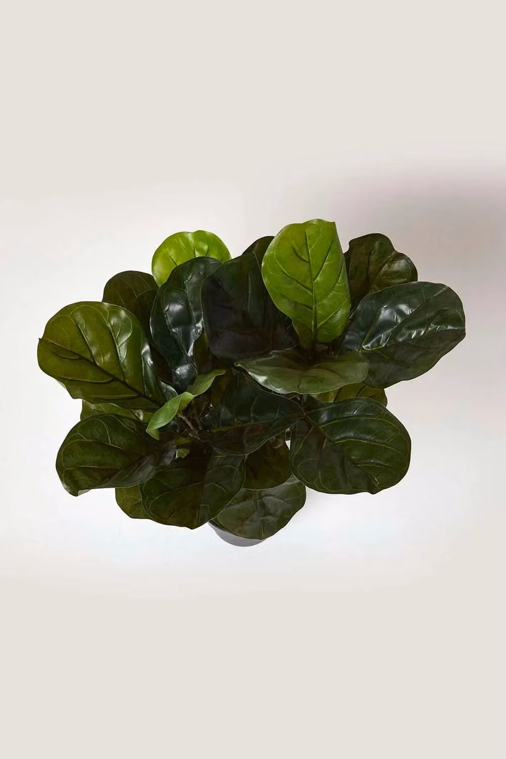 Homescapes Artificial Fiddle Leaf Fig Tree in Green and Black Pot, Height: 70 cm – 2