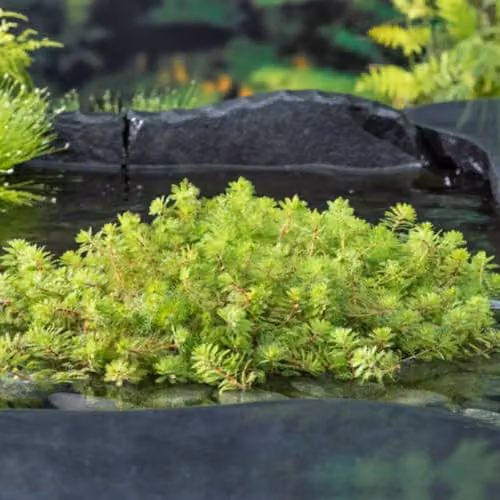 Thompson & Morgan Myriophyllum Rubricaule Red-stemmed Parrot’s Feather Oxygenating Aquatic Plant in an 11cm Basket – 1