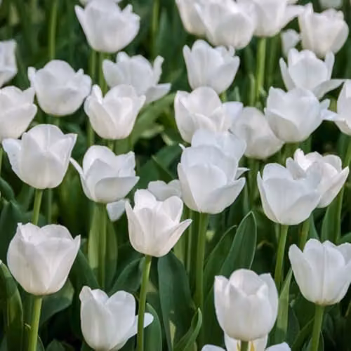 YouGarden Triumph White Tulip Bulbs, 30 Bulbs, for Autumn Planting and Spring Flowering – 1