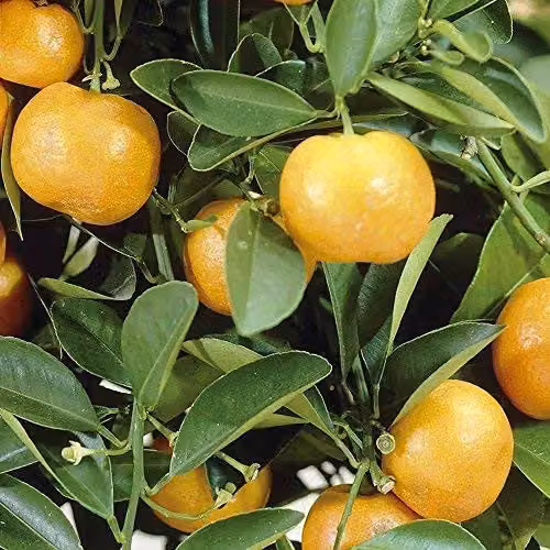Thompson & Morgan Scented Evergreen Orange Tree Citrus Fruit Houseplant, 2 x 9cm Pots – 3