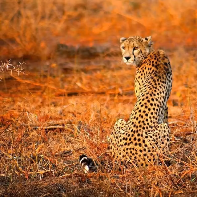 Cheetah Safari Animal Print Wall Mural in Orange