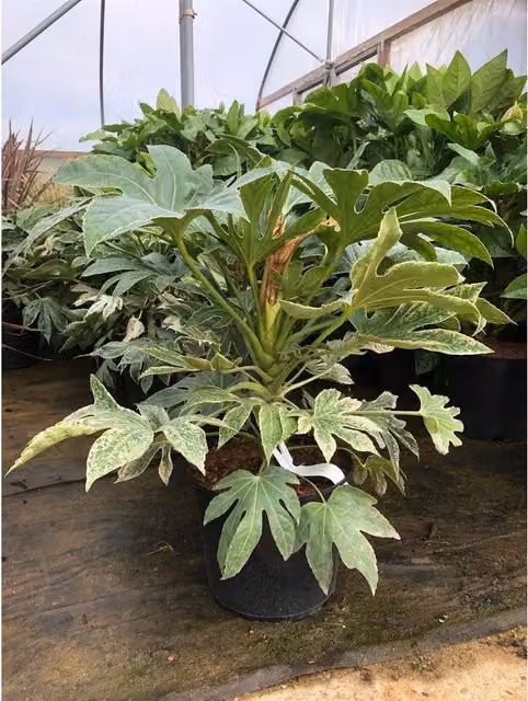 Direct Plants Fatsia Japonica Spiders Web Variegated Evergreen Ornamental Shrub, 5L Pot, Green and White