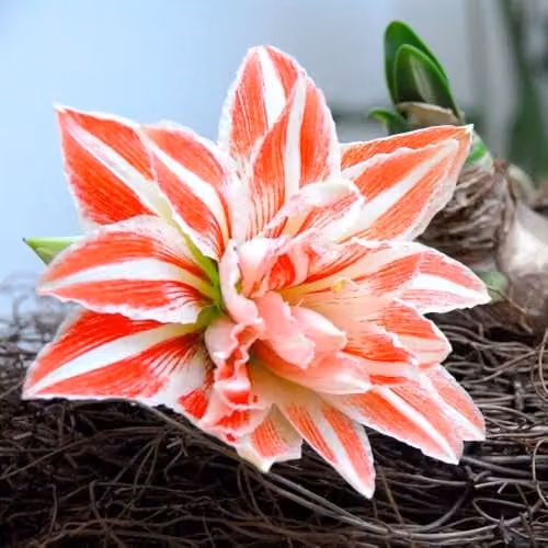 Thompson & Morgan Amaryllis Dancing Queen Bulb with Red and White Striped Double Trumpet Blooms – 1