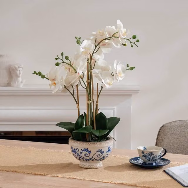 Scottish Everlastings Ltd Real Touch Cream Phalaenopsis Orchid in Ceramic Pot, Height: 54 cm