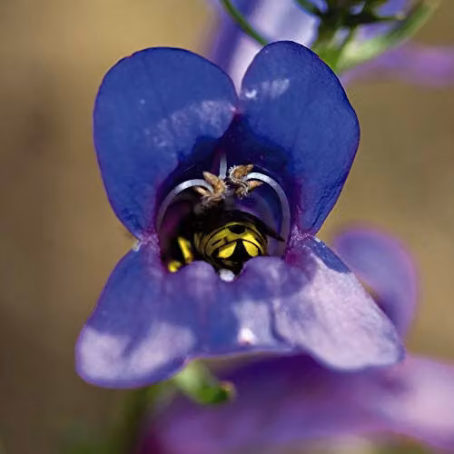 Thompson and Morgan Penstemon heterophyllus True Blue Hardy Perennial Flower Seeds, 40 Seeds – 2