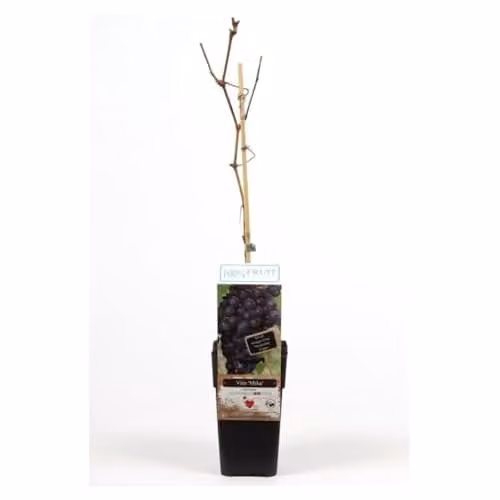 Thompson & Morgan Mika Vitis Grape Potted Plant, Hardy Baltic Variety with Dark Blue Fruit, 15cm Pot