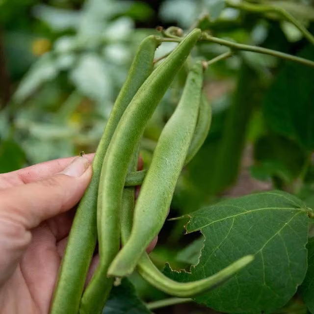 Marshalls White Lady Runner Bean Seeds, 50 Seeds, Green