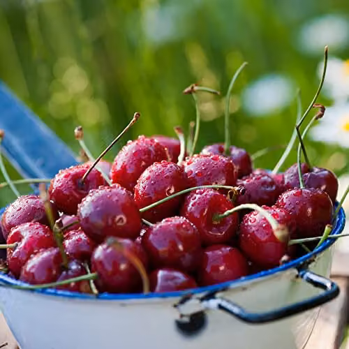 Thompson & Morgan Prunus Sylvia Cherry Mini Fruit Tree in a 9cm Pot – 2