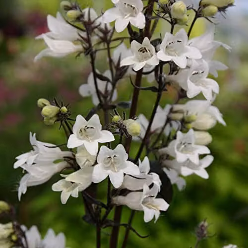 Thompson and Morgan Penstemon Digitalis Husker Red Kew Collection Hardy Perennial Flower Seeds, 35 Seeds – 1