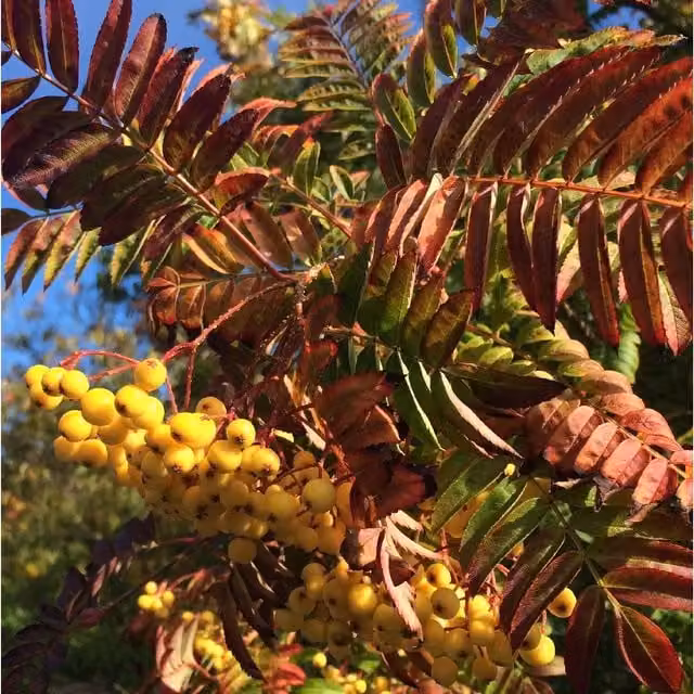 Sorbus Joseph Rock Mountain Ash Ornamental Tree with Yellow Berries, 5-6ft, 7.5L Pot