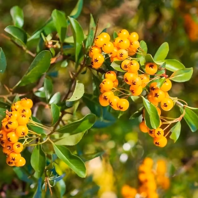 Direct Plants 3x Pyracantha Soleil d'or Yellow Evergreen Climbing Garden Shrubs
