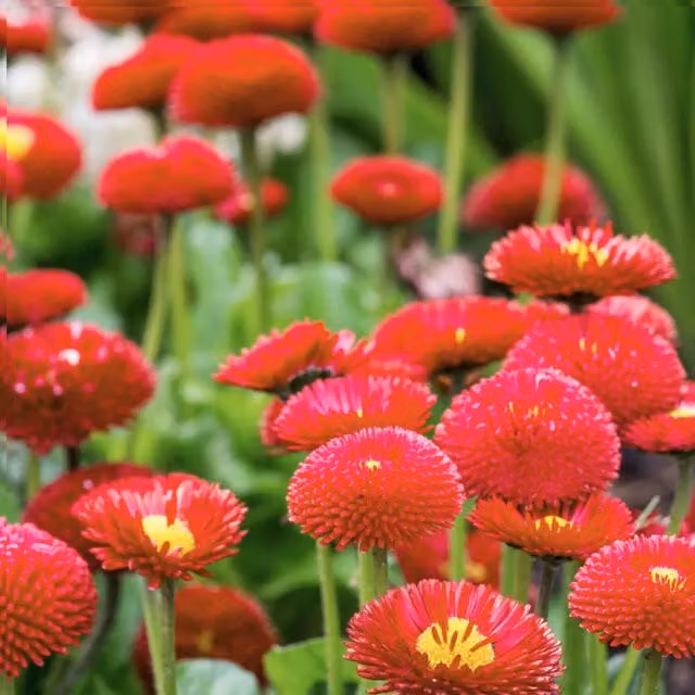Plants By Post Red Bellis English Daisies, 6 x 10.5cm Pots