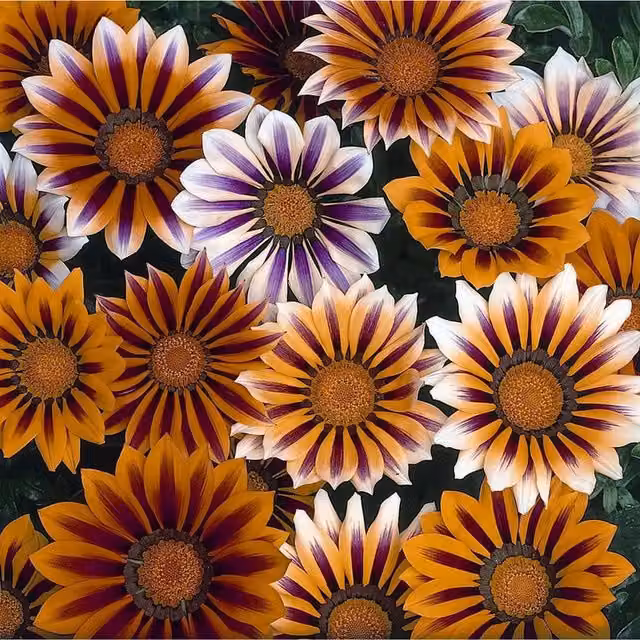 Plants By Post Gazania Tiger Stripe Mixed Bedding Plants, 12 Plug Plants, Orange, Yellow and Red