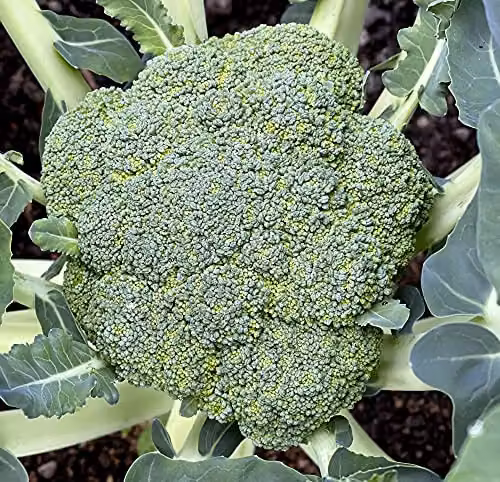 Thompson and Morgan Blue Finn Broccoli Vegetable Seeds – 2