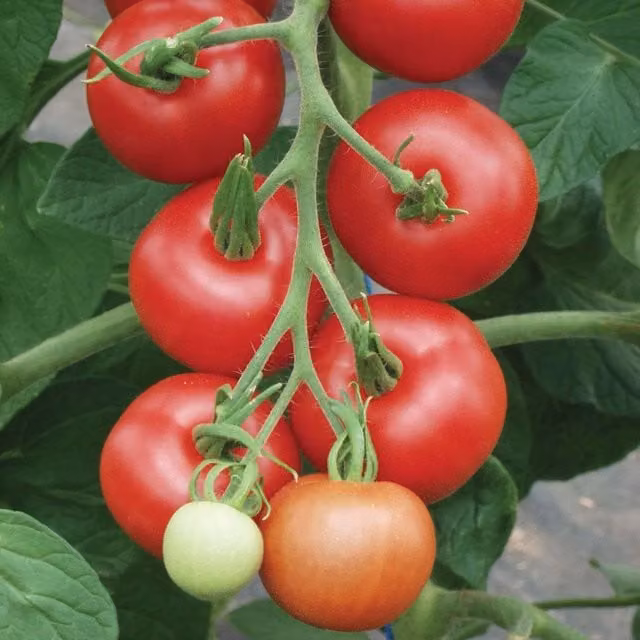 Unwins Organic Red Tomato Seeds Matina