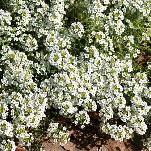 Unwins Alyssum Carpet of Snow Flower Seeds, Green and White