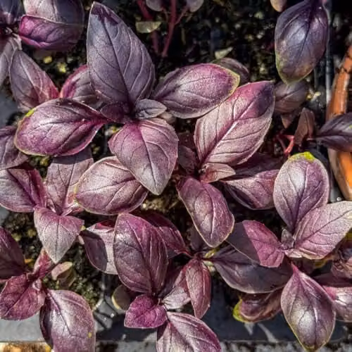 Thompson & Morgan Basil Basilicious Velvet-Spice F1 Purple Half-Hardy Annual Herb Seeds, 100 Seeds – 1