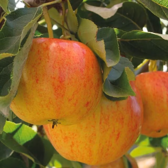 Thompson & Morgan Malus Mini Gala Red Apple Fruit Tree