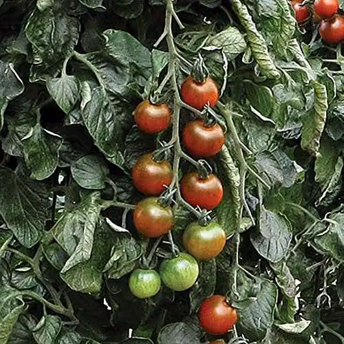 Thompson and Morgan Tomato Ruby Falls Red Vegetable Seeds, 6 Seeds per Packet