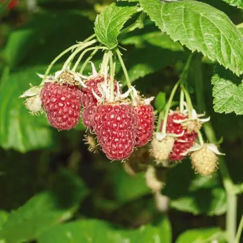 Thompson & Morgan Organic Raspberry Tulameen Potted Plant, 1.7 Litre – 2