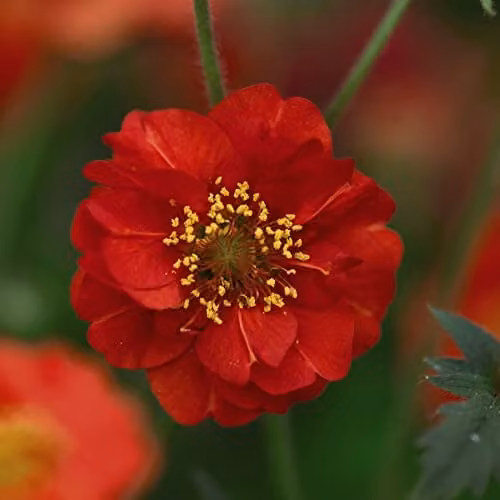Thompson and Morgan Geum Flore-plena Blazing Sunset Avens Seeds with Red Double Blooms, 15 Seeds