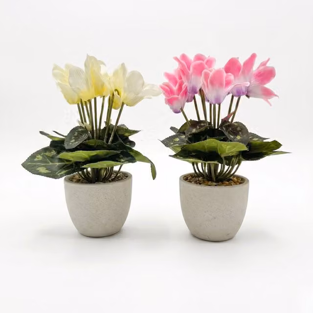 Homescapes Set of 2 Pink and White Artificial Cyclamen Plants in White Pots, Height: 24 cm
