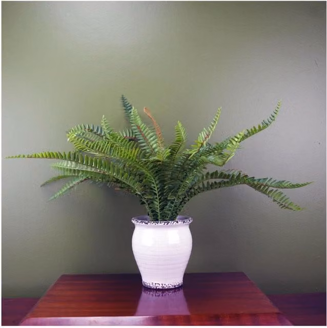 Leaf Design UK Artificial Bushy Fern in a Green Ceramic Planter, Height: 40 cm