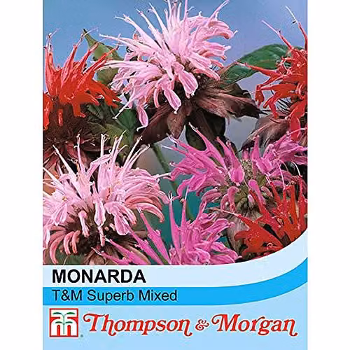 Thompson and Morgan Monarda didyma T&M Superb Mixed Bergamot Hardy Perennial Flower Seeds, 80 Seeds, Pink and Multicolour