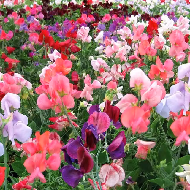 Unwins Cherub Mix Multicolour Sweet Pea Flower Seeds