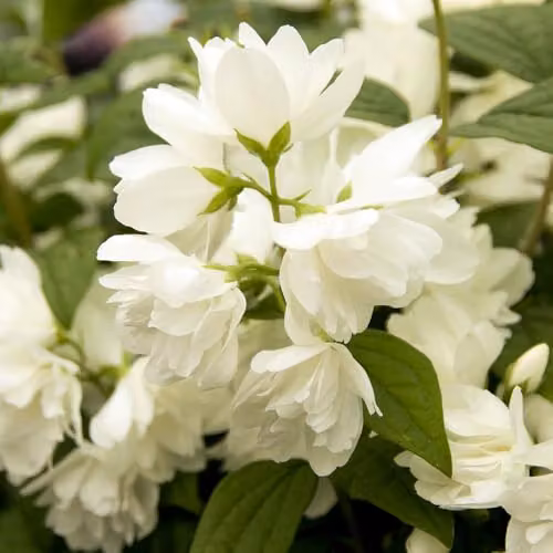 YouGarden Philadelphus Snowbelle White Ornamental Shrub in a 2-3L Pot