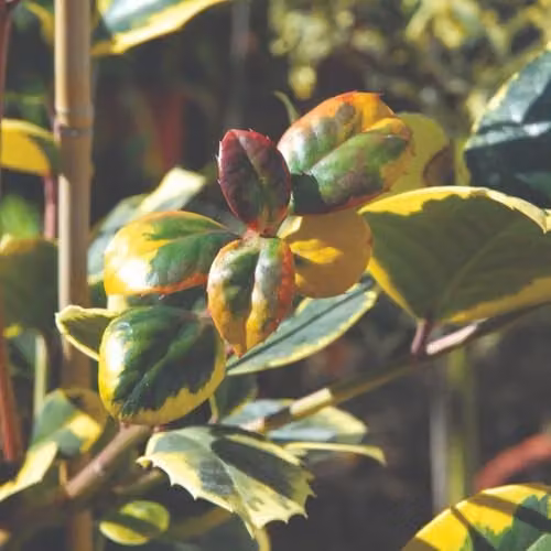 Thompson & Morgan Ilex altaclerensis Golden King Holly Tree, Female Evergreen Ornamental Shrub with Golden Variegated Leaves and Winter Berries, 35 Litre Pot – 2