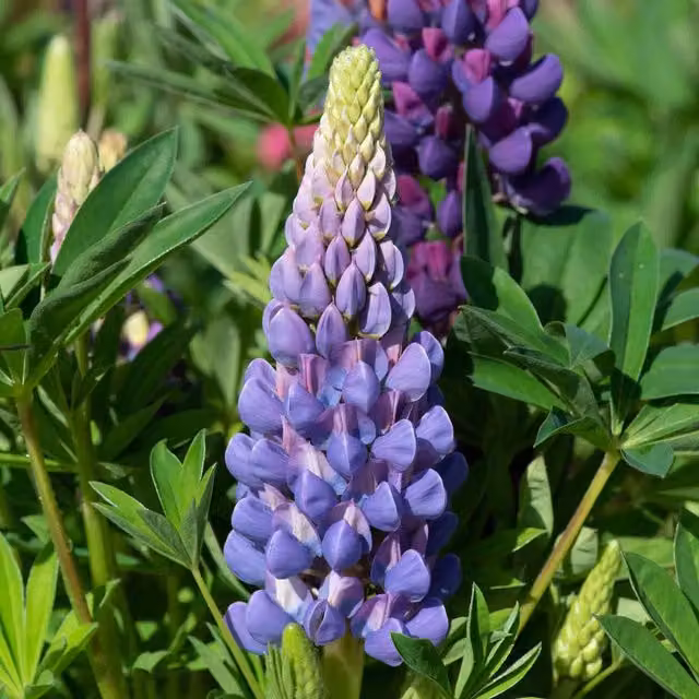 Marshalls Legendary Blue Shades Lupin Perennial, Blue, Pack of 6